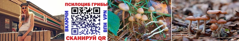 Псилоцибиновые грибы Cubensis купить наркоту Грайворон
